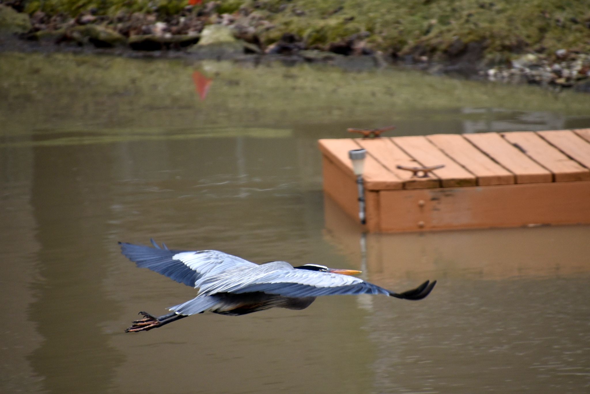 Blus Heron in flight
