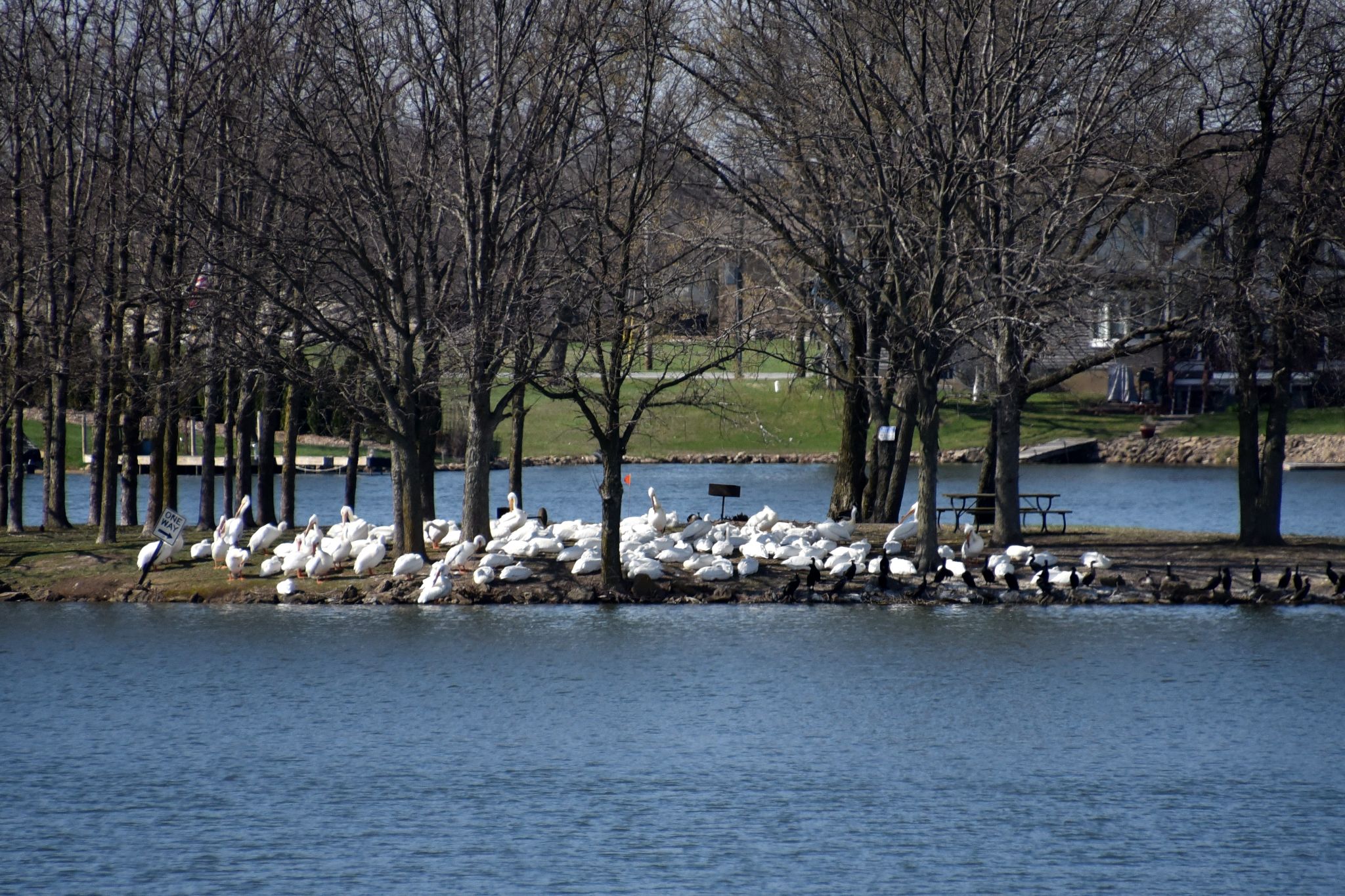 Annual Pelican migration stop over at the lake