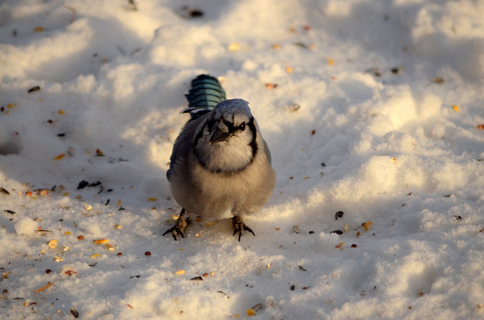 Bluejay