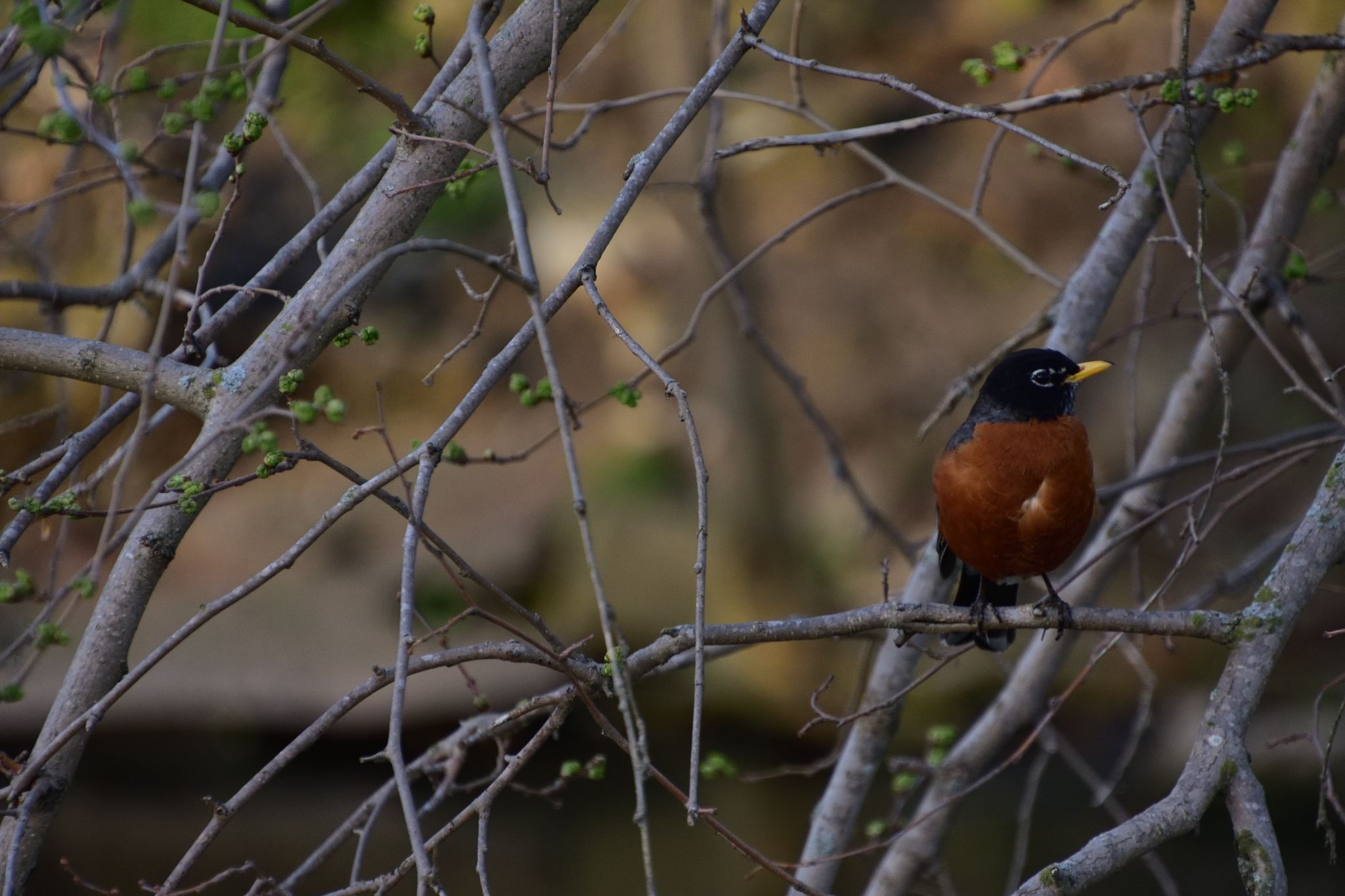 Robin Sitting in a tree
