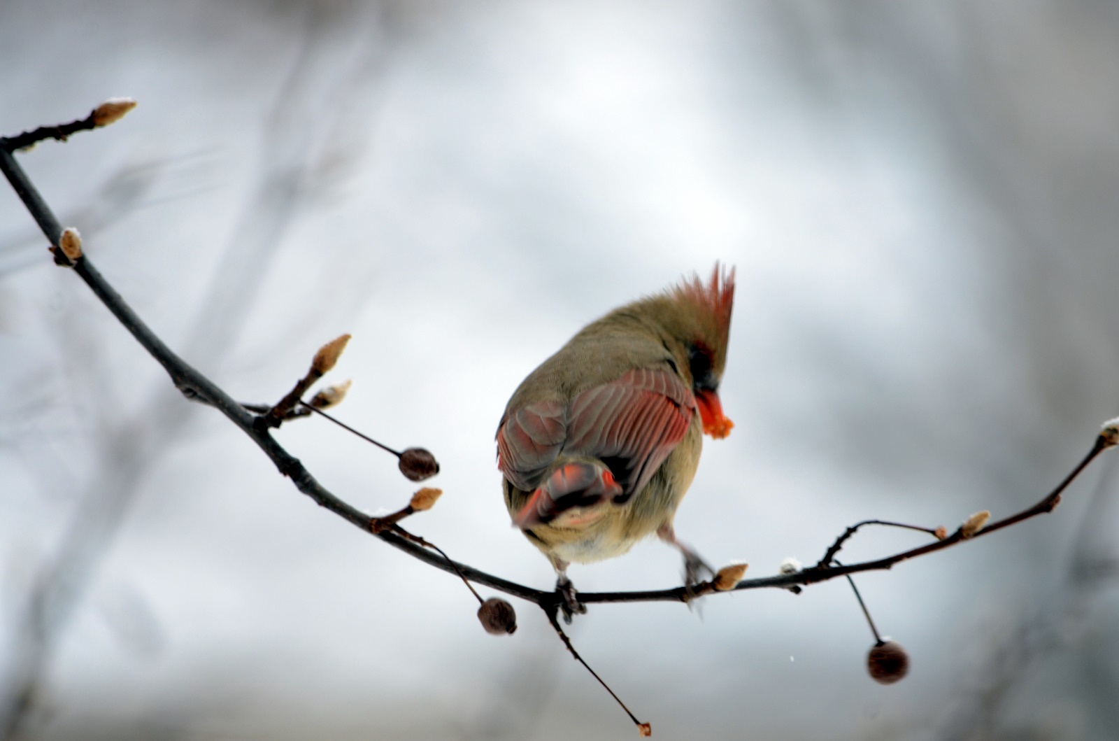 Female Cardinal