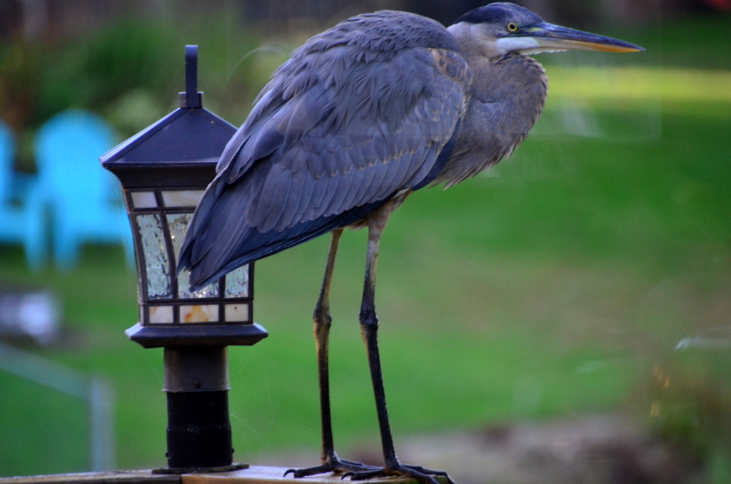 Blue Heron