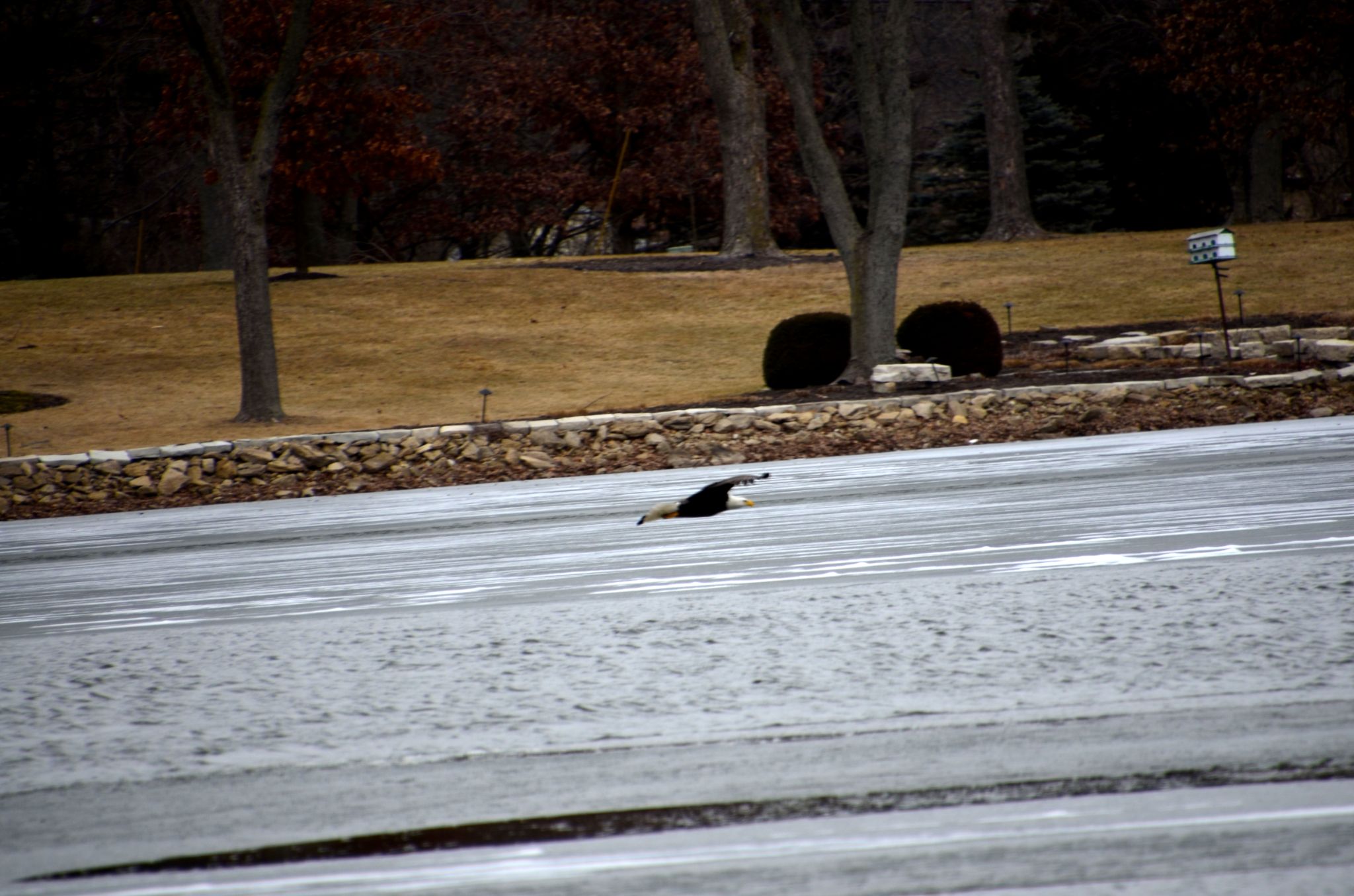 Eagle looking for Fish