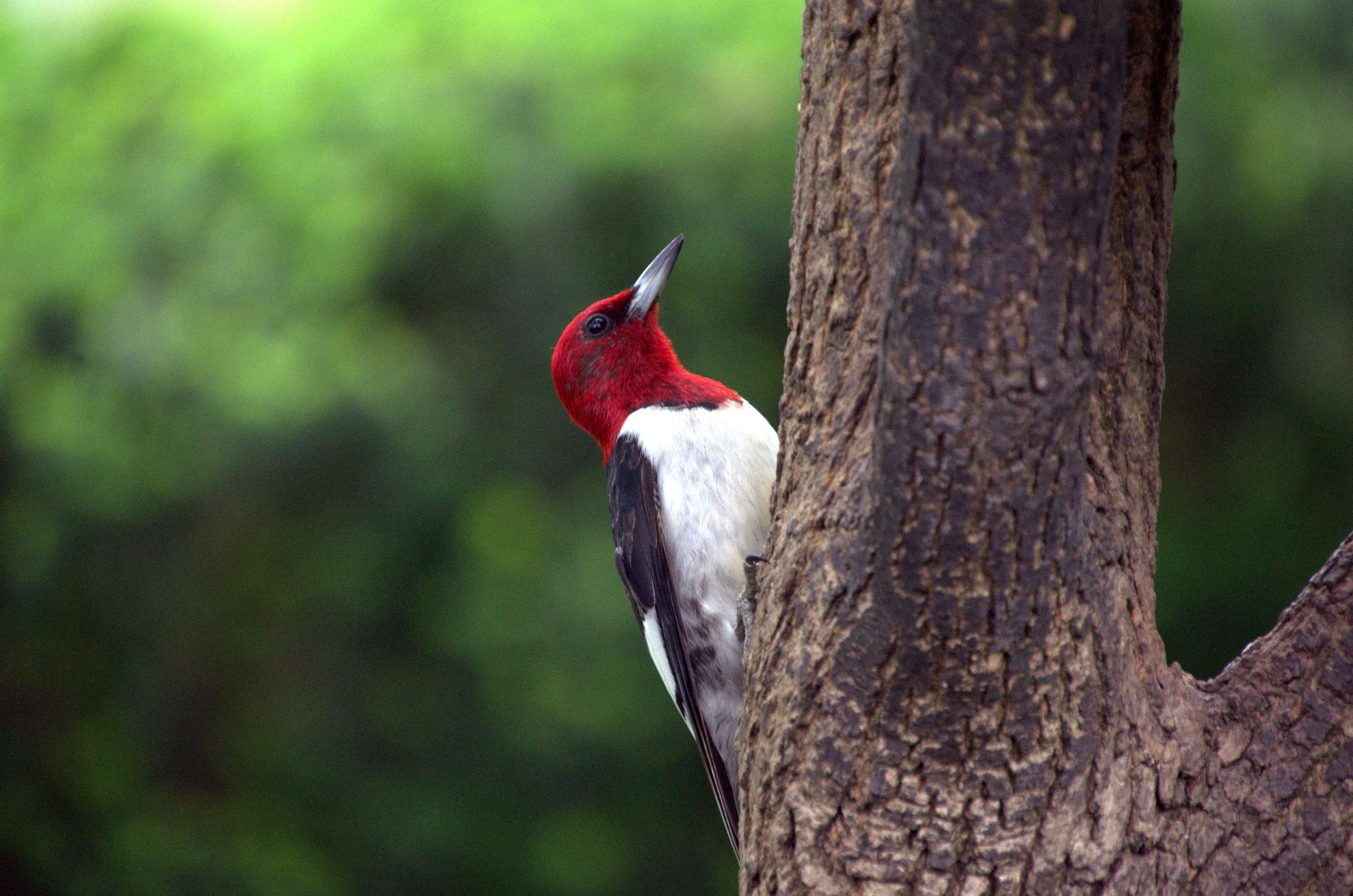 Red-Headded Woodpecker
