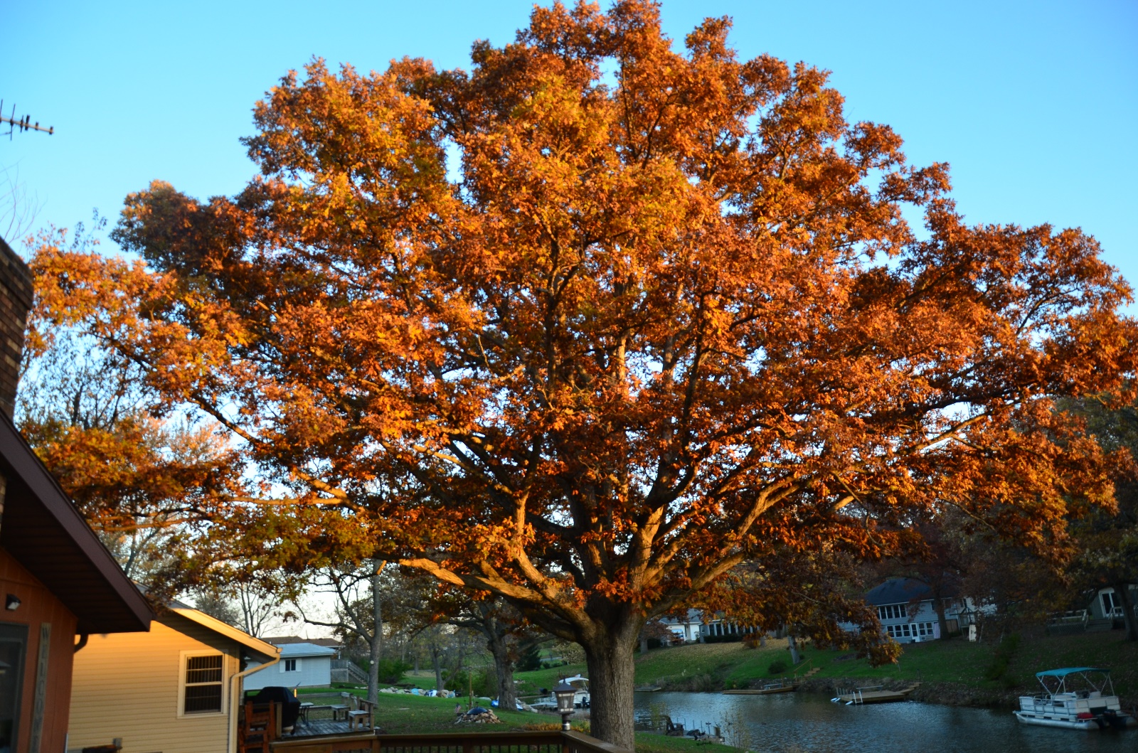 Beautiful oak tree