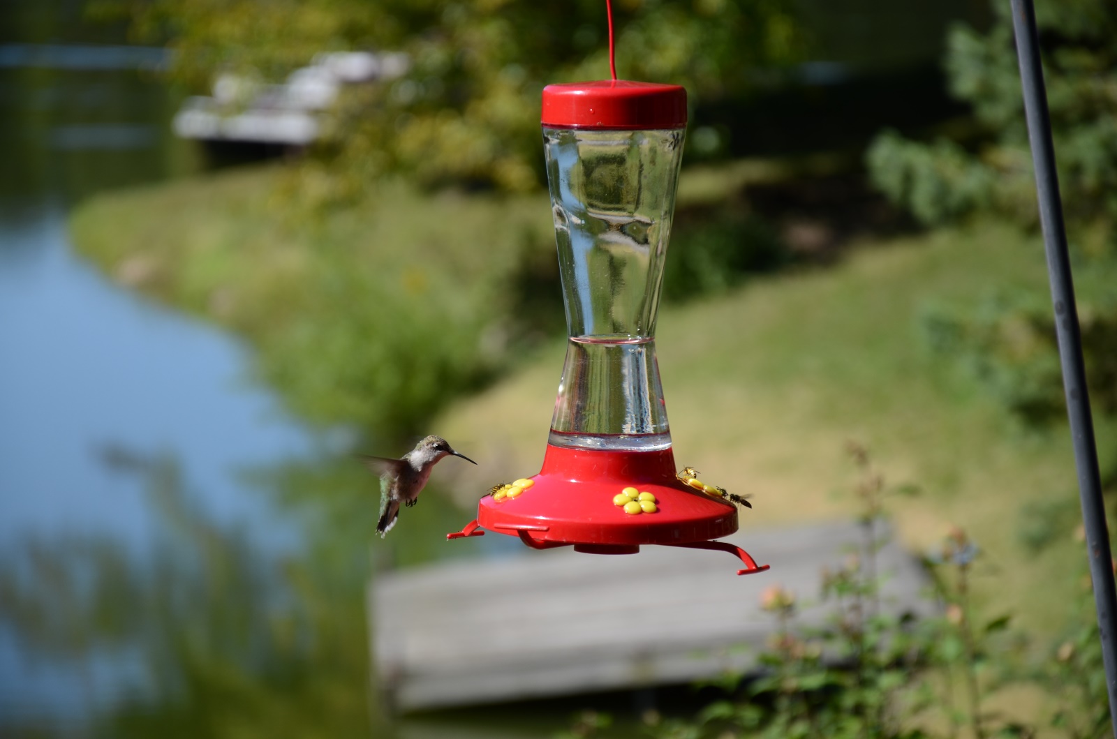Hummingbird