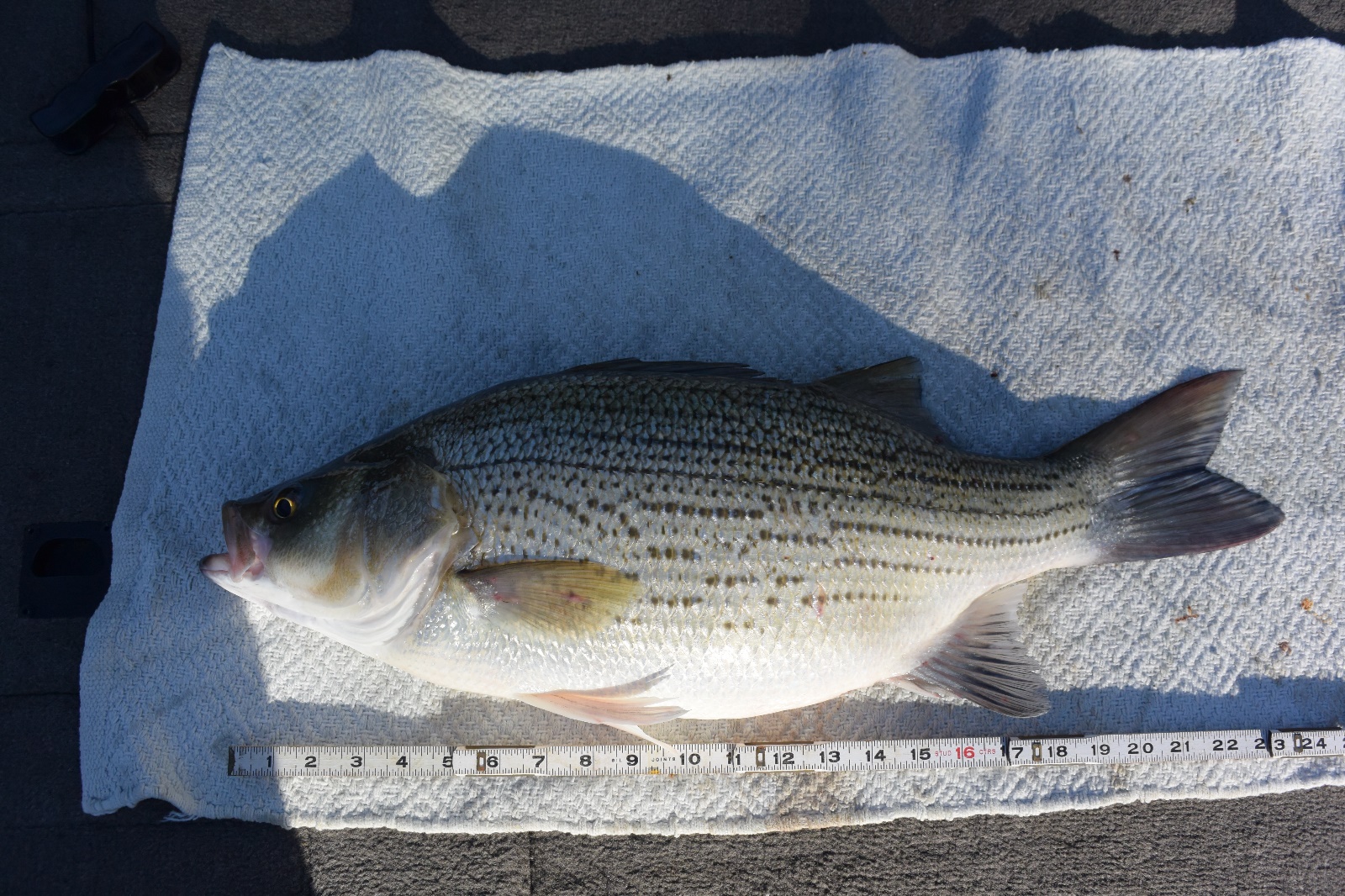 Hybrid Striper