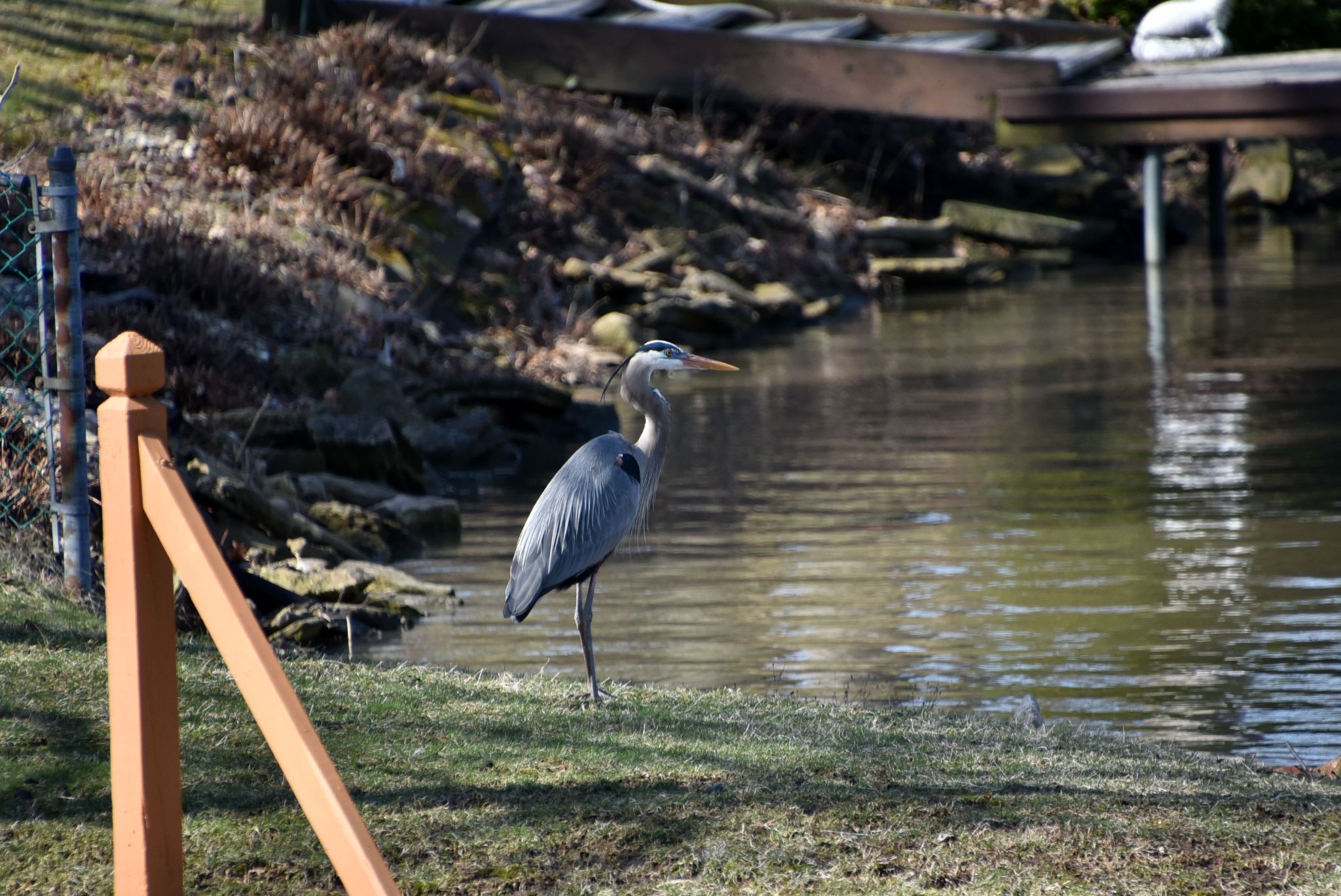 The Blue Herons are back
