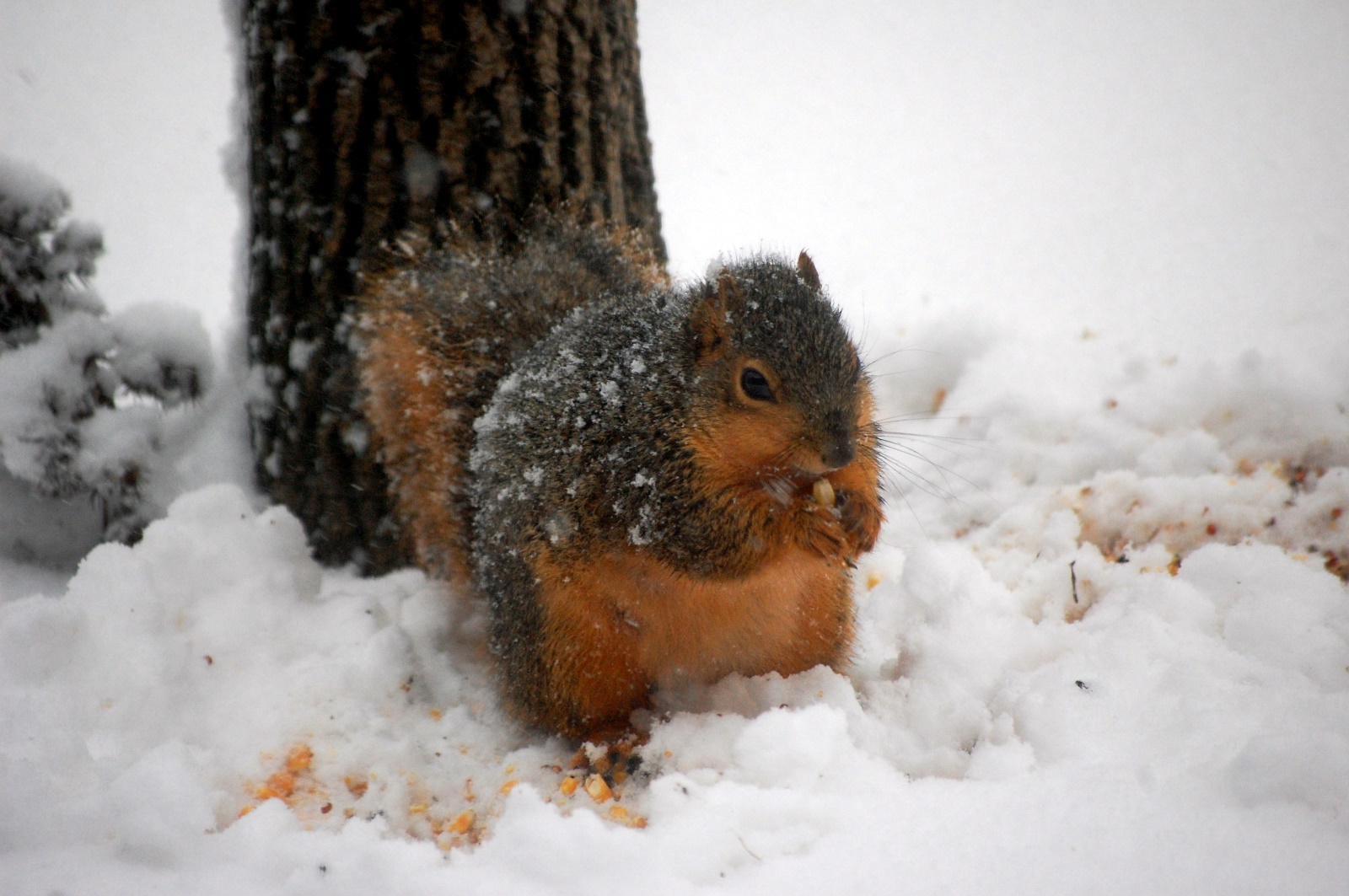 A cold squirrel