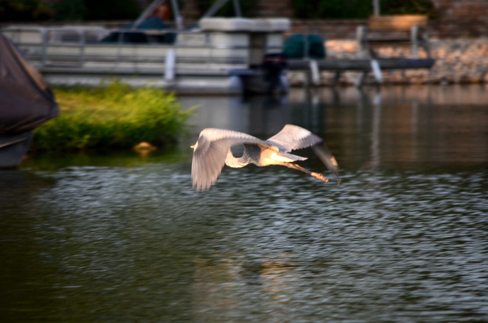 Blue Heron in flight