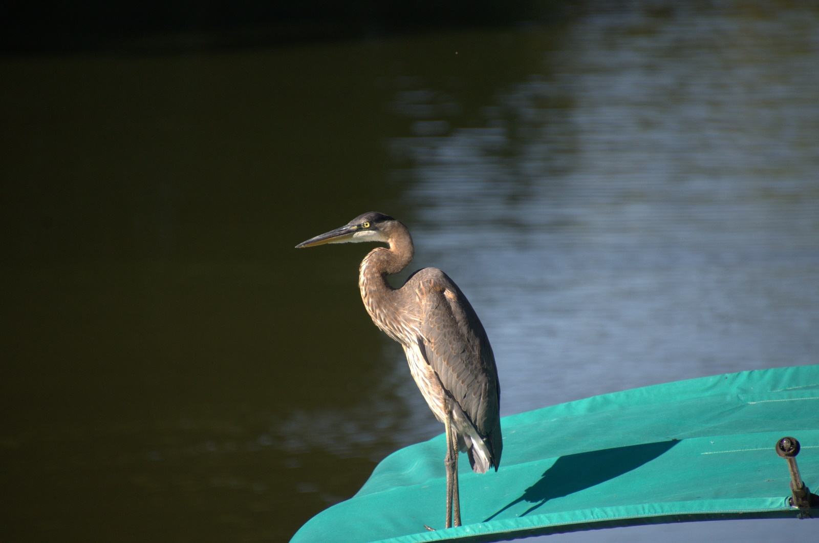 Blue Heron on the neighbors boat