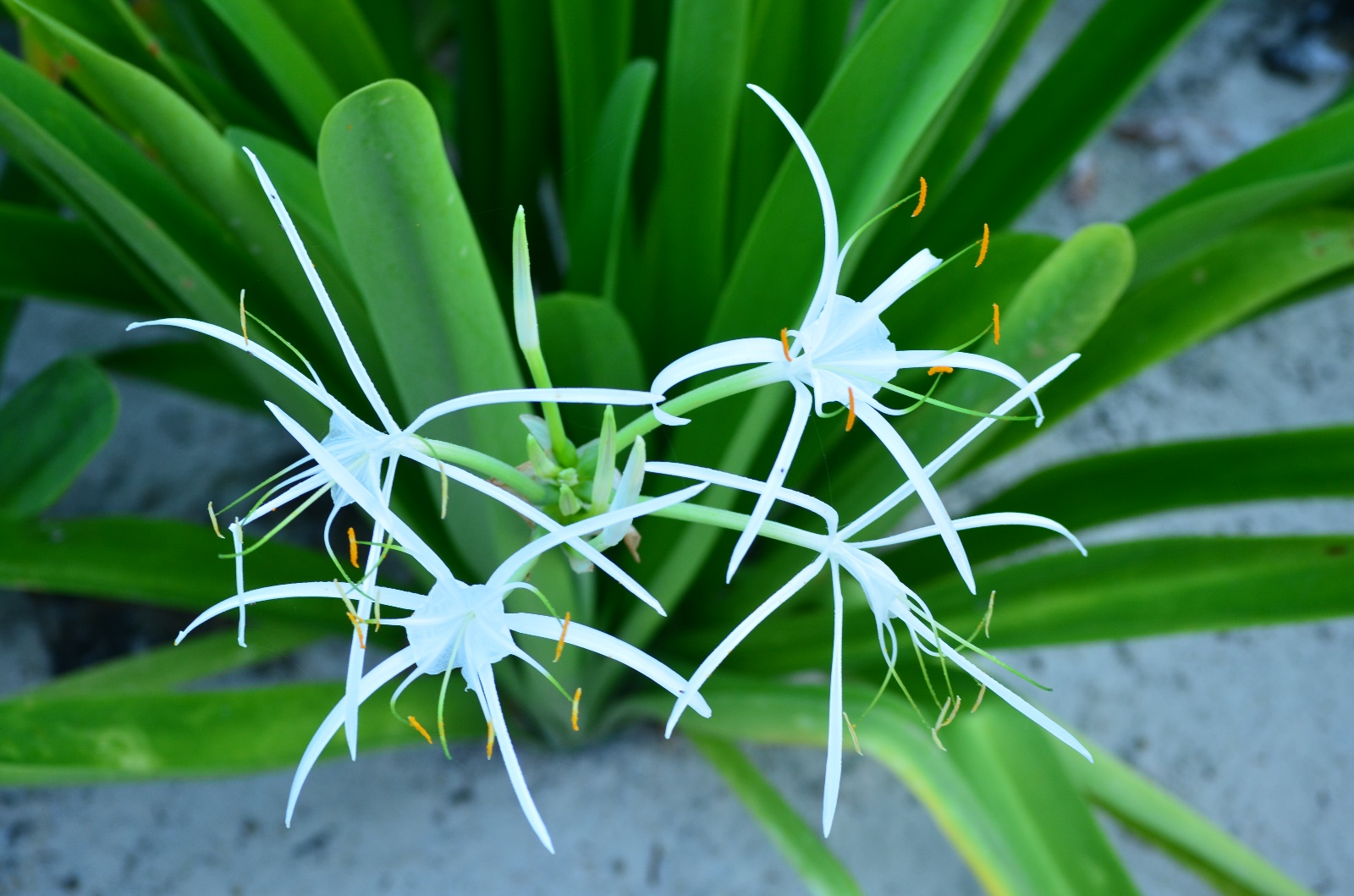 Dominican Republic - 2013