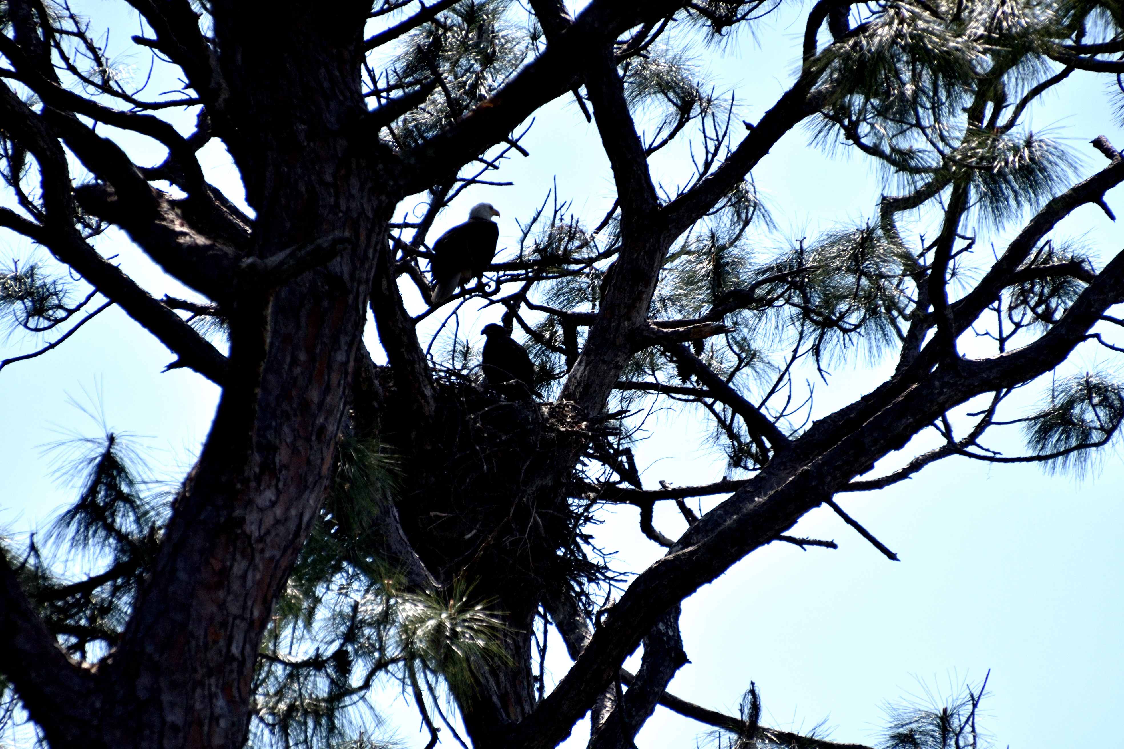 Weeki Wachee Springs State Park