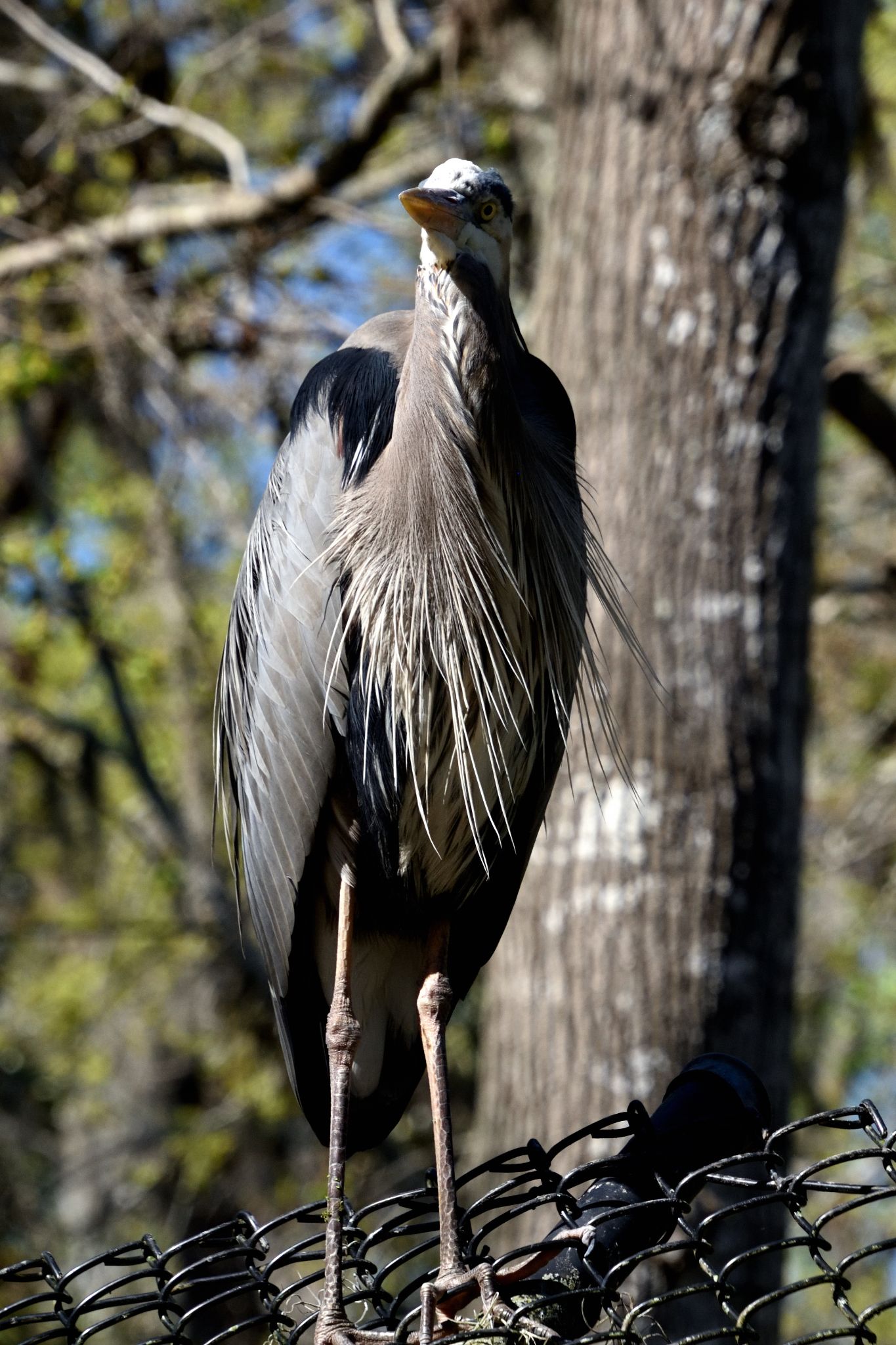 Ellie Schiller Homosassa Springs Wildlife State Pk