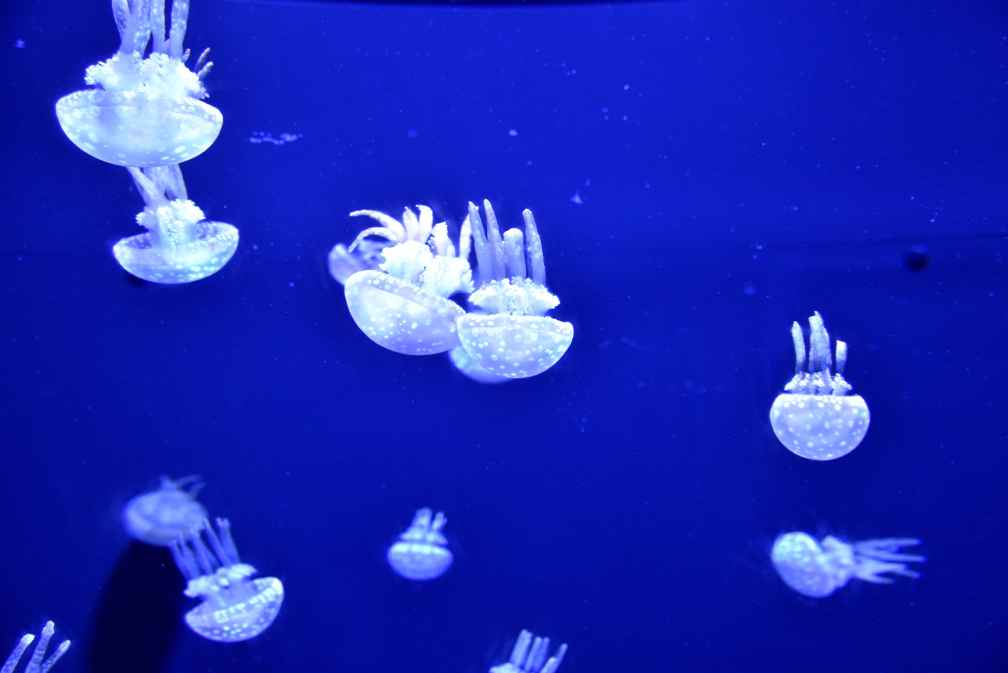 IMG 6980