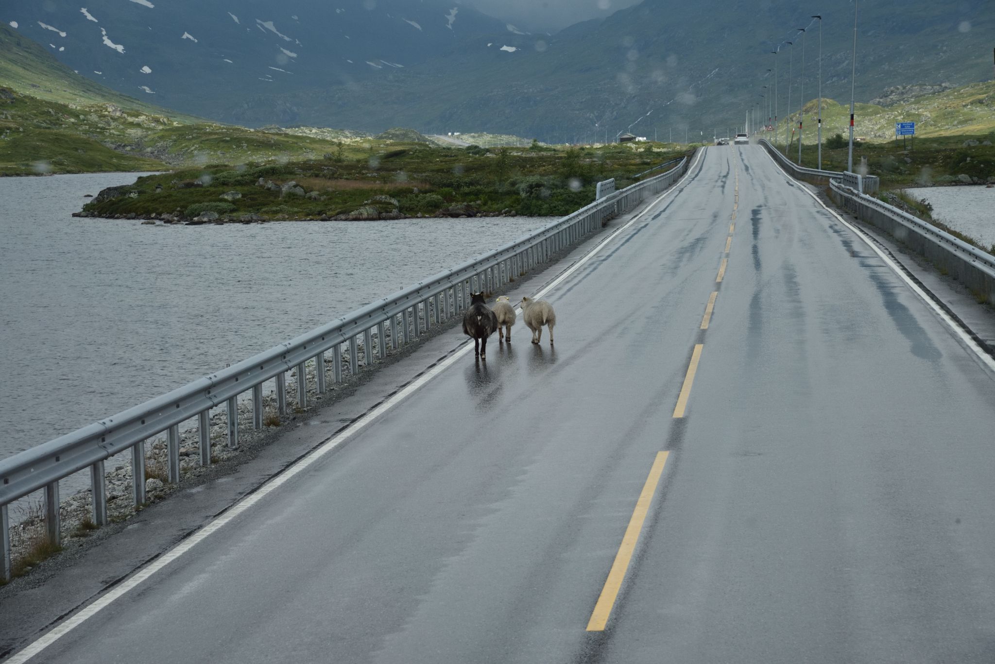 Animals In the middle of the road